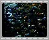 File Attachment: