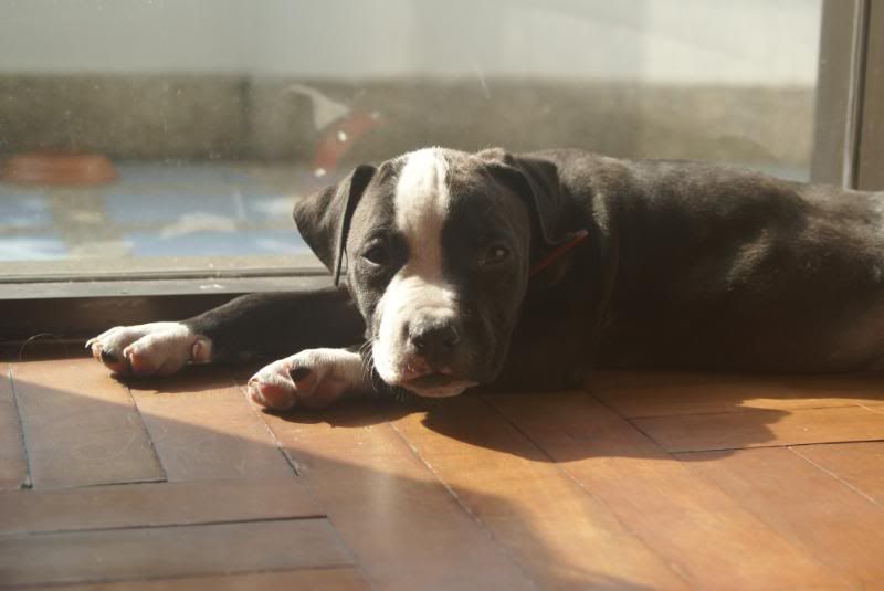 puppy7.jpg
