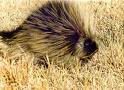 porcupine 1