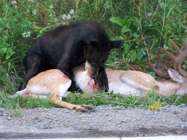 Resultado de imagem para american black bear eating