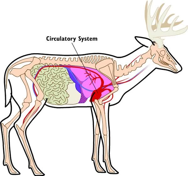 deer6_circulatory.jpg