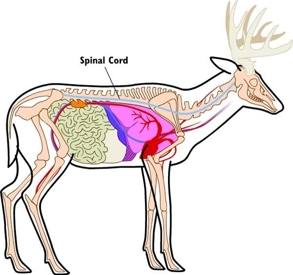deer8_spinalcord.jpg
