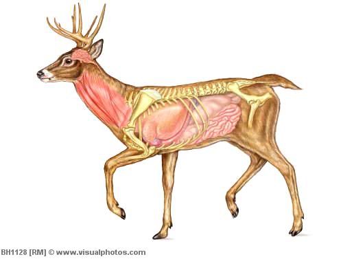 left_side_view_of_a_deer_showing_the_internal_bh1128.jpg