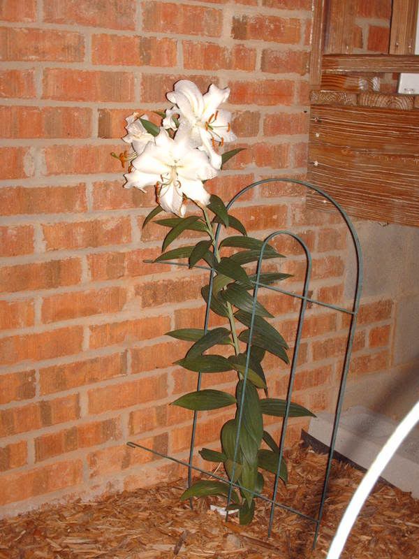 full lily plant