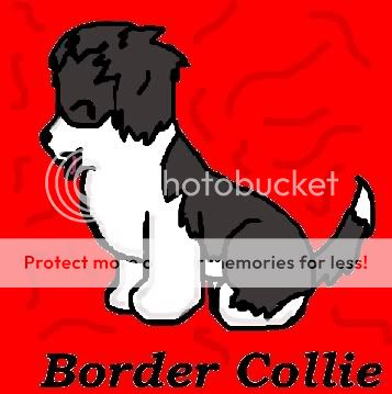 BorderCollie.jpg