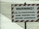 pidgeonattack.gif