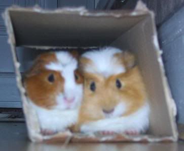 cuteys.jpg