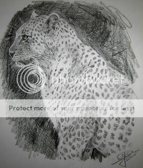 2B鉛筆素描-花豹