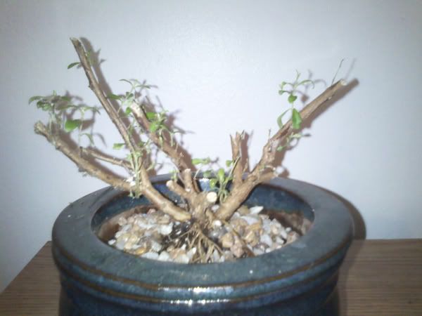 Mexican Heather Bonsai Project: Help Wanted